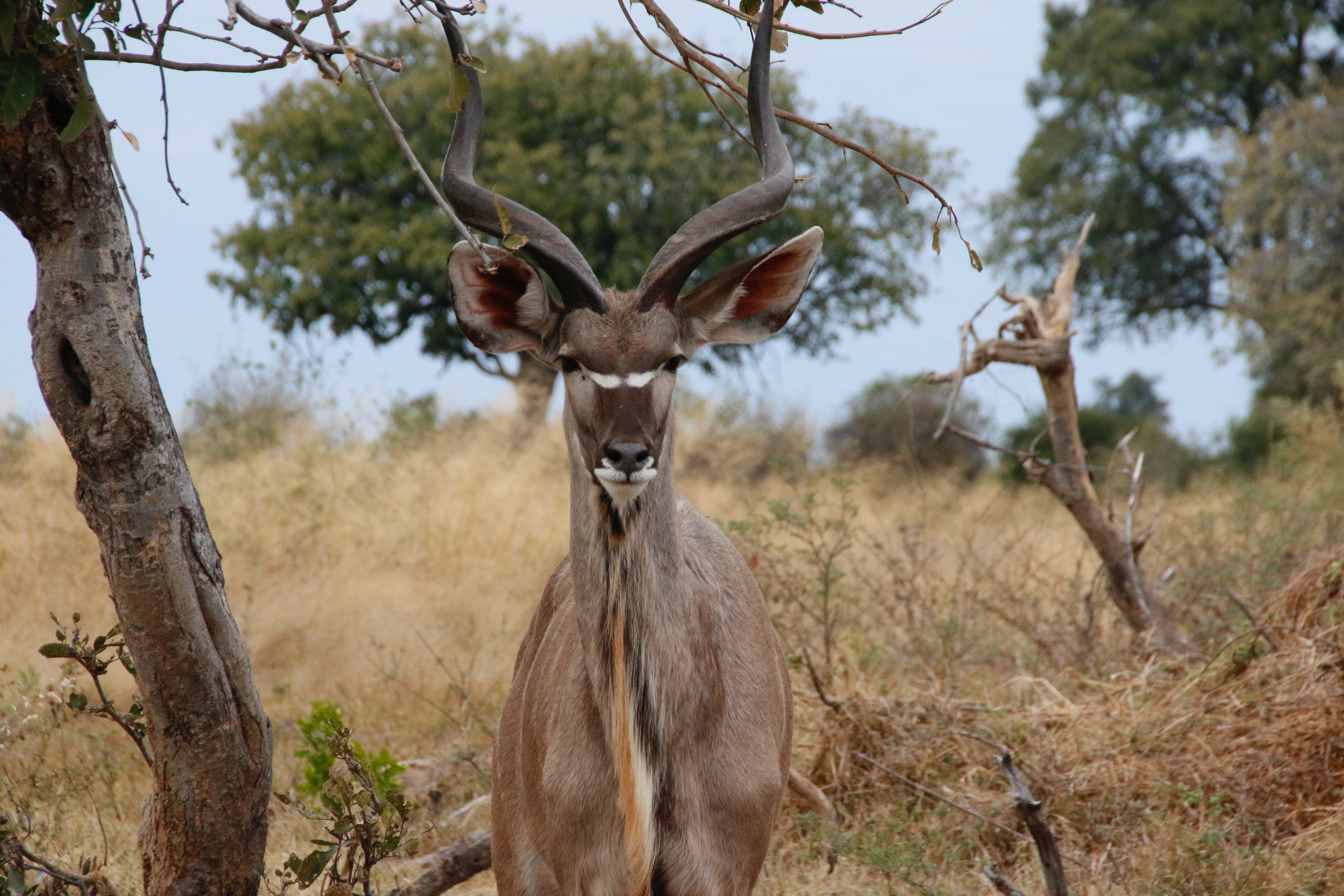 Woodland Antelope, Botswana